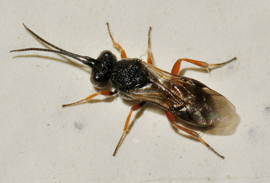 Braconidae: cfr. Chelonus sp.